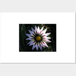 Gazania 7 Posters and Art